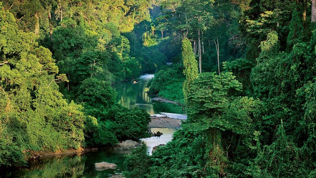 Rainforest – Chico Loco Coffee